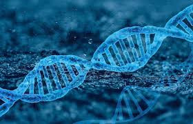 MTHFR C677T & A1298C Genetic Mutation Test