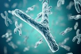 Y Chromosome Microdeletion Test for Men